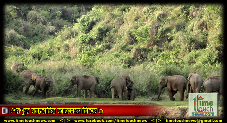 শেরপুরে বন্যহাতির আক্রমনে নিহত ৩