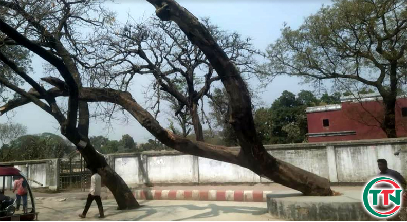 শতবর্ষী গাছের গোড়া পঁচে ঝুঁকে পড়েছে, দুর্ঘটনার আশঙ্কা